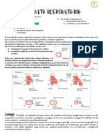 Desarrollo de Respiratorio