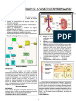 Unidad 12 Aparato Genito-Urinario. Copia.