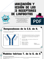 Organización y Expresión de Los Genes Receptores de Linfocitos