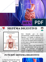 Sistema Digestivo