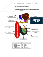 KC Gaveria - Male - Reproductive System WS