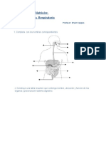 Nutricón: Sistema Respiratorio: 1. Completa Con Los Nombres Correspondientes