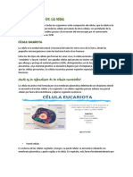 Celula PDF