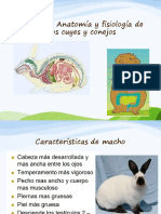 Sem 4 Conejos y Cuyes PDF