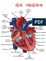 Aorta