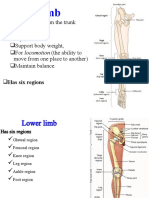 Class III Lower Limb