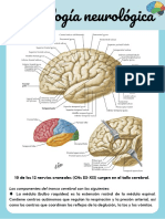 Semiología Neurológica Encefalo