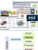 Tarea Celulas