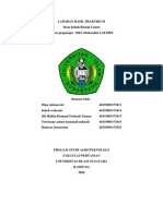 Laporan Praktikum Klasifikasi Tumbuhan P