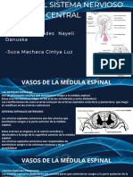 Diapositivas Anatomía 2