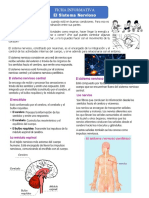 Ficha Informativa Sistema Nervioso