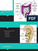 Embriología Colon, Recto y Ano
