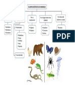 Clasificacion de Animales