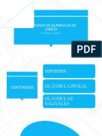 Histología de Glándulas de Cabeza: Dr. Nicolás A. Ramos P