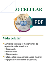 Ciclo Celular