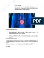 Sistema Excretror