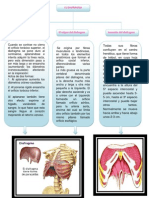 Mapa Conceptual Del Diafragma 