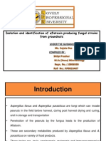 Production of Aflatoxin by Aspergillus Flavus