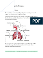 Gas Exchange in Humans