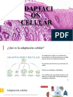 Adaptacion Celular Presentacion