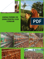 Ferme Găini Ouă Consum