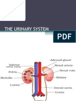 The Urinary System