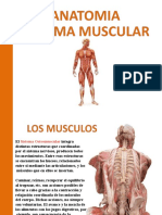 Anatomia - 3