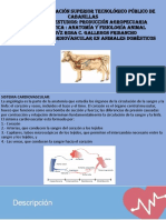 Sistema Circulatorio en Animales Domesticos