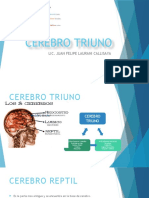 Cerebro Triuno