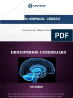 5.2.CEREBRO - Hemisferios Cerebrales