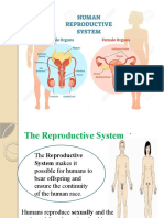 Female Reproductive System