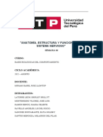 Informe Anatomía, Estructura y Funciones Del Sistema Nervioso - Grupo 9