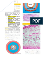 Histologia Do Sistema Digestório PBL