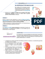 Desarrollo Sistema Reproductor Masculino (27.05)