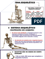 Sistema Esquelético