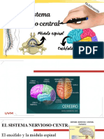 Sistema Nervios Central - Medula Espinal y Encefalo