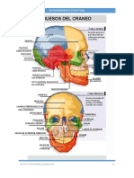 Huesos Del Cráneo (Página 20)