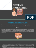 Sistema Tegumentario