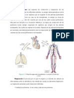 Funciones Del Sistema Respiratorio