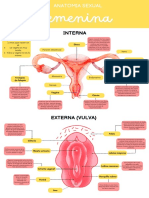 Infografía Anatomia Sexual Femenina y Masculina