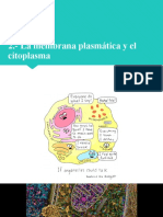 La Membrana Plasmática y El Citoplasma Parte 1