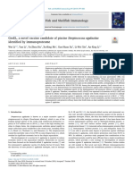 GroEL, A Novel Vaccine Candidate of Piscine Streptococcus Agalactiae Identified by Immunoproteome