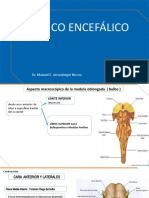 S2-Tronco Encefalico