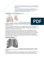 Pulmones 6