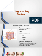 Integumentary System 2020