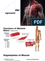 The Muscular System