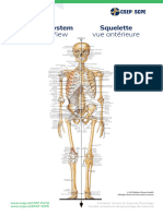 Poster01 Skeletal-System-Anterior Ledger11x17