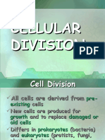 Cell Cycle Cell Division Edited