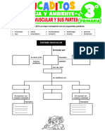 El Sistema Muscular y Sus Partes para Tercer Grado de Primaria