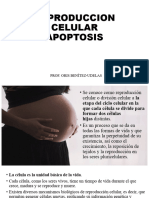 Reproduccion Celular y Apoptosis